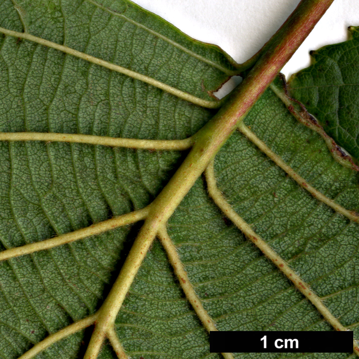 High resolution image: Family: Betulaceae - Genus: Alnus - Taxon: hirsuta - SpeciesSub: subsp. sibirica